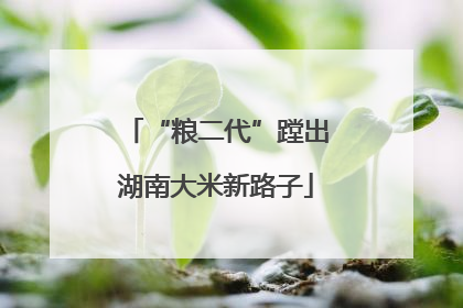 “粮二代”蹚出湖南大米新路子