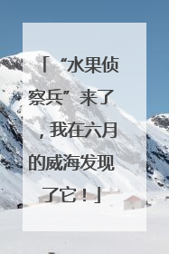 “水果侦察兵”来了，我在六月的威海发现了它！