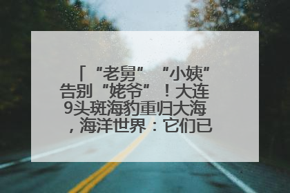 “老舅”“小姨”告别“姥爷”！大连9头斑海豹重归大海，海洋世界：它们已具备野外生存能力