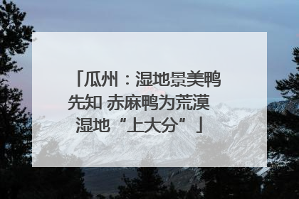 瓜州：湿地景美鸭先知 赤麻鸭为荒漠湿地“上大分”