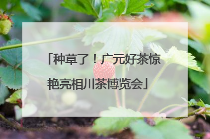 种草了！广元好茶惊艳亮相川茶博览会
