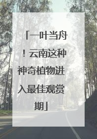 一叶当舟！云南这种神奇植物进入最佳观赏期