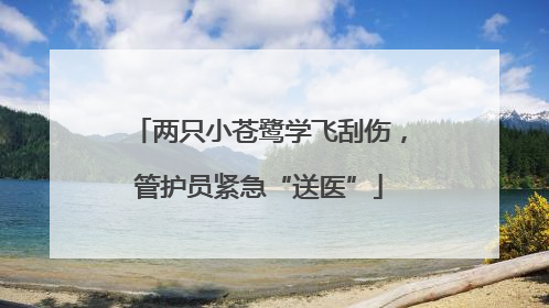 两只小苍鹭学飞刮伤，管护员紧急“送医”