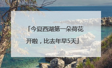 今夏西湖第一朵荷花开啦，比去年早5天