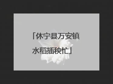 休宁县万安镇水稻插秧忙