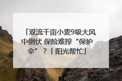 双流千亩小麦9级大风中倒伏 保险难撑“保护伞”？丨阳光帮忙