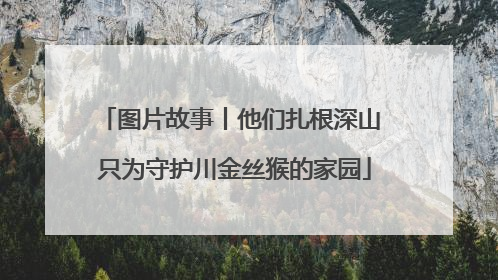图片故事丨他们扎根深山 只为守护川金丝猴的家园