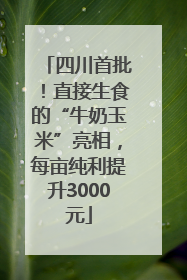 四川首批！直接生食的“牛奶玉米”亮相，每亩纯利提升3000元