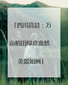 四川高县：万亩稻田绿意盎然 美景如画