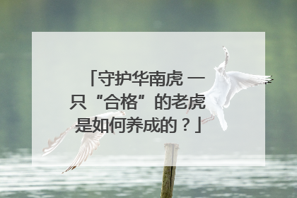守护华南虎 一只“合格”的老虎是如何养成的？