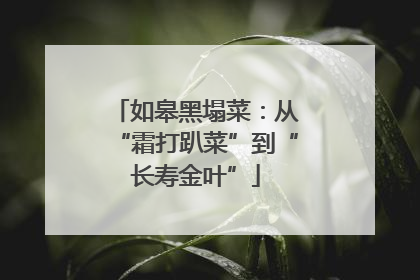 如皋黑塌菜：从“霜打趴菜”到“长寿金叶”
