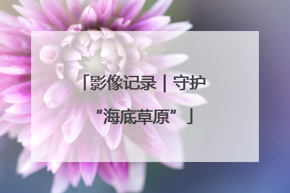 影像记录｜守护“海底草原”