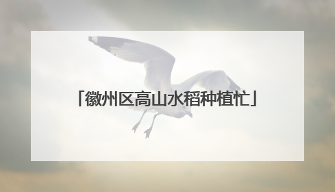 徽州区高山水稻种植忙