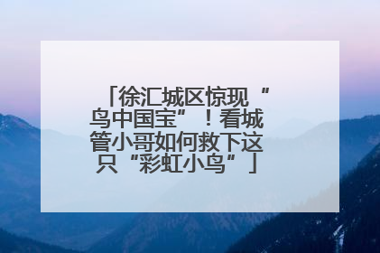 徐汇城区惊现“鸟中国宝”!看城管小哥如何救下这只“彩虹小鸟”