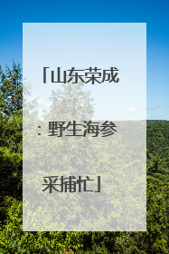 山东荣成：野生海参采捕忙