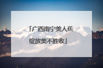 广西南宁美人蕉绽放美不胜收