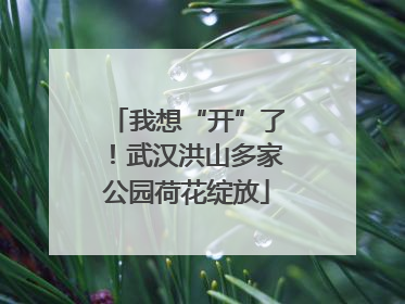 我想“开”了！武汉洪山多家公园荷花绽放