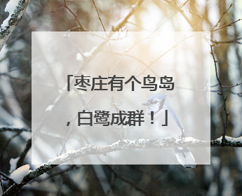 枣庄有个鸟岛，白鹭成群！