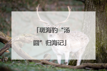 斑海豹“汤圆”归海记