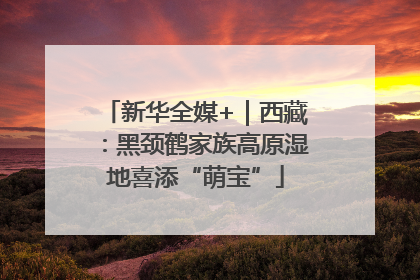 新华全媒+｜西藏：黑颈鹤家族高原湿地喜添“萌宝”