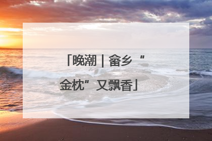 晚潮｜畲乡“金枕”又飘香