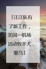 汪汪队有了新工作，美国一机场出动牧羊犬驱鸟