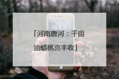 河南唐河：千亩油蟠桃喜丰收
