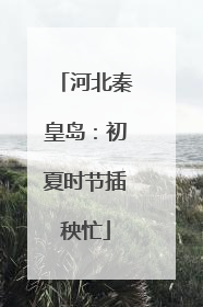 河北秦皇岛：初夏时节插秧忙