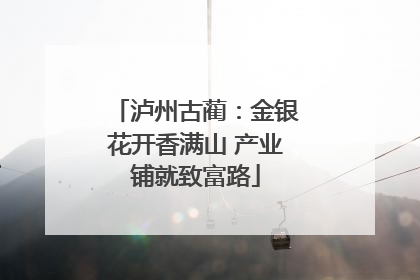 泸州古蔺：金银花开香满山 产业铺就致富路