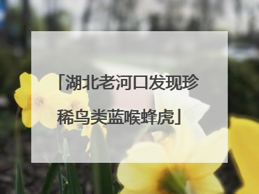 湖北老河口发现珍稀鸟类蓝喉蜂虎