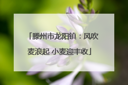 滕州市龙阳镇：风吹麦浪起 小麦迎丰收