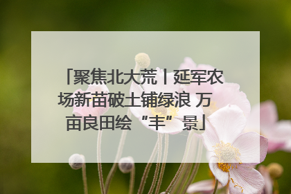 聚焦北大荒丨延军农场新苗破土铺绿浪 万亩良田绘“丰”景