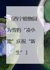 西宁植物园为雪豹“凌小蛰”庆祝“新生”
