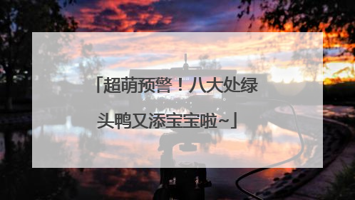 超萌预警！八大处绿头鸭又添宝宝啦~